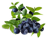 Acai Berry Extract Anthocyanin 25%