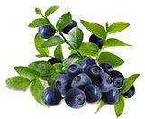 Acai Berry Extract Anthocyanin 25%