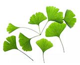 Ginkgo biloba extract Flavone 24% Lactones 6%