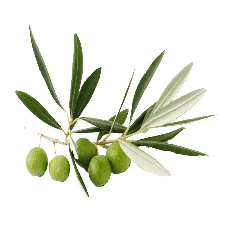 Olive Leaf Extract Oleuropein Powder 10%-80%;