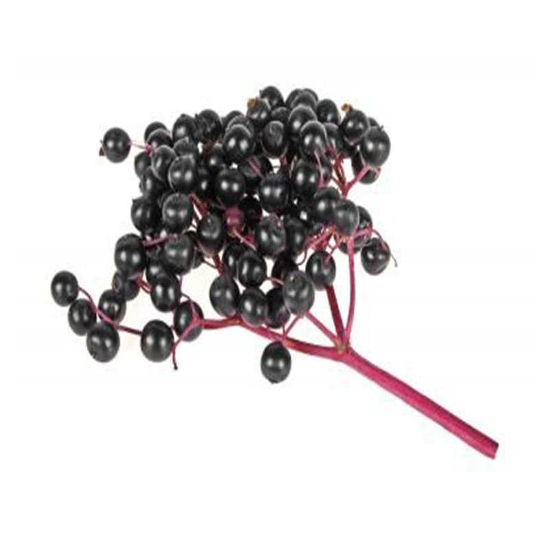 Black Elderberry extract Anthocyanidins 25% UV 5:1 4:1